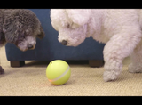 Fun Toys & Pet Friends|Motion Ball(Buy 2 Free Shipping&Buy 3 Get 4)