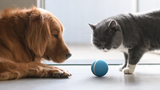 Fun Toys & Pet Friends|Motion Ball(Buy 2 Free Shipping&Buy 3 Get 4)