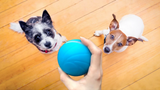 Fun Toys & Pet Friends|Motion Ball(Buy 2 Free Shipping&Buy 3 Get 4)