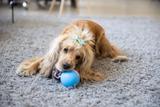 Fun Toys & Pet Friends|Motion Ball(Buy 2 Free Shipping&Buy 3 Get 4)